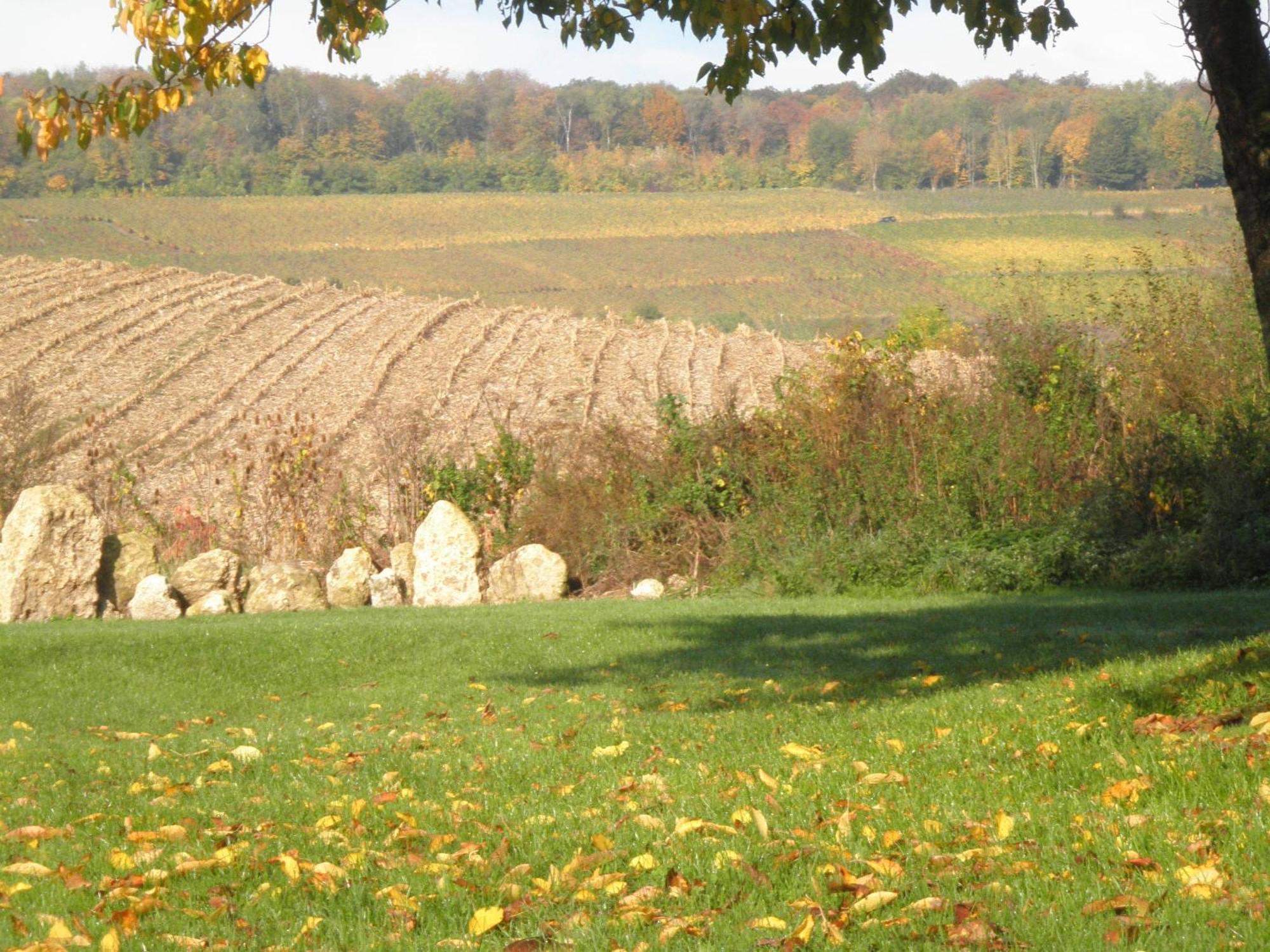 Domaine Du Moulin De L'Etang Bed and Breakfast Châtillon-sur-Marne Esterno foto