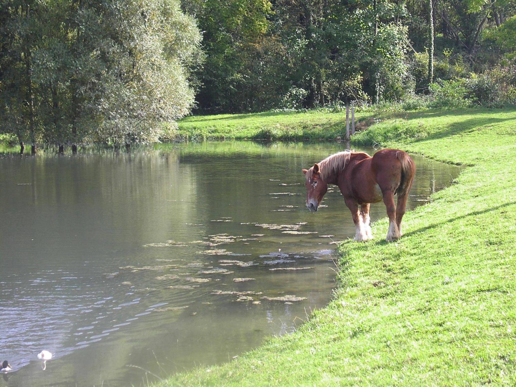 Domaine Du Moulin De L'Etang Bed and Breakfast Châtillon-sur-Marne Esterno foto